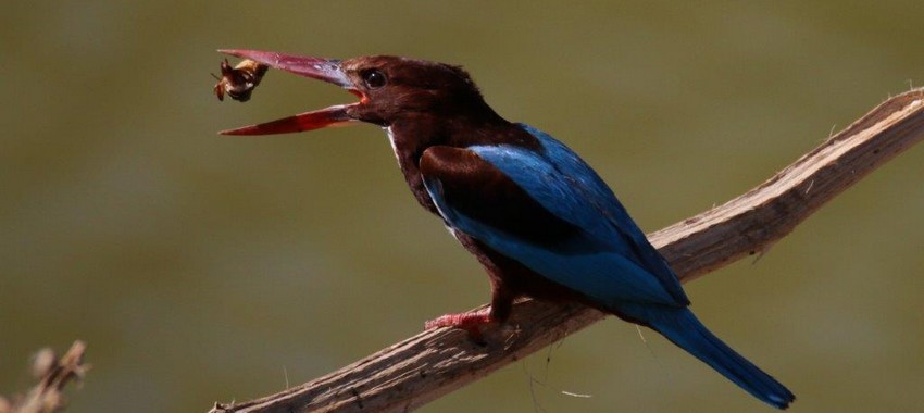 שלדג לבן חזה וערצב. צילום: אורן מאמן. ארכיון הצילומים של קקל