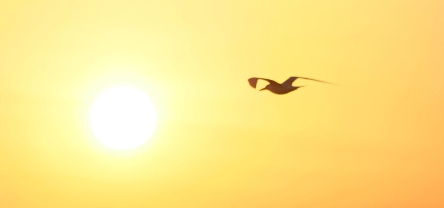 
צילום: unsplash