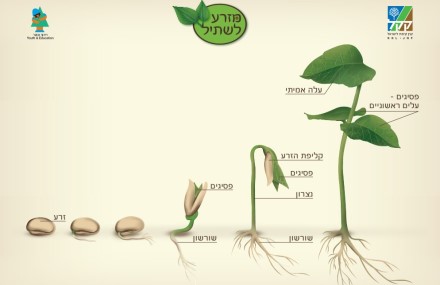 שלבי נביטת הזרע