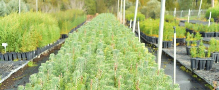 צמחים במשתלת גולני צילום: מיכאל חורי, ארכיון הצילומים של קקל