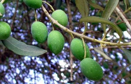 זיתים ביער אילנות בשרון. צילום: מיכאל חורי, באדיבות ארכיון הצילומים של קקל