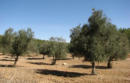 מטעי זיתים ביער להב בנגב. צילום: יעל חדד, באדיבות ארכיון הצילומים של קקל