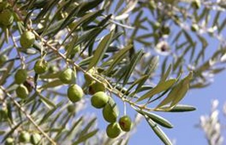 עץ זית. צילום: יוארל הורוביץ, ארכיון הצילומים של קקל