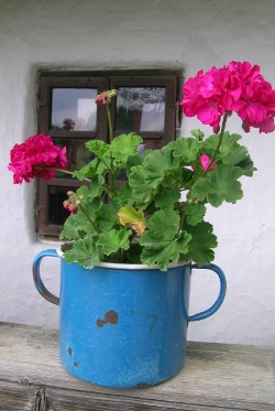 עציץ בסיר ישן: מי אמר כלי לשימוש חוזר? צילום: SXC