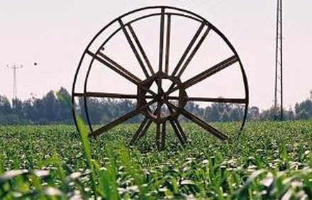 בשנת שמיטה על האדם לשבות מעיבוד הקרקע.
צילום: יעל אילן, ארכיון הצילומים של קקל