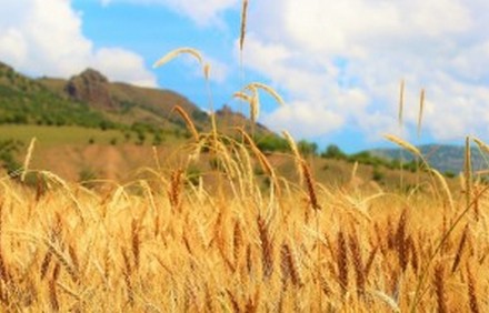 שדה חיטה. צילום: pixabay