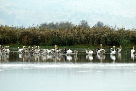 מים נותנים חיים. צילום: ארכיון הצילומים של קק''ל