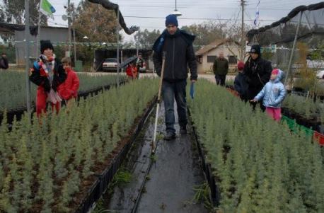 שנת שמיטה במשתלות קק"ל: השתילים לא נוגעים באדמה. צילום: מיכאל חורי