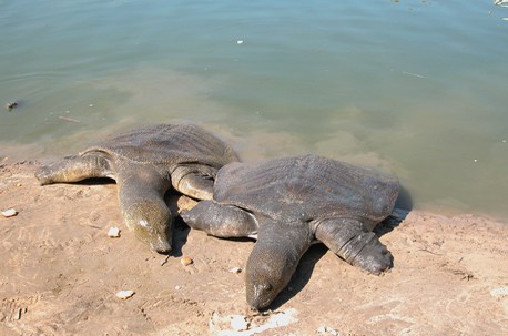 צבים רכים בנחל אלכסנדר. צילום: יעקב שקולניק. ארכיון הצילומים של קק''ל