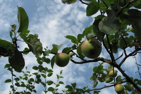 עץ מהתנך – מי מכיר?
