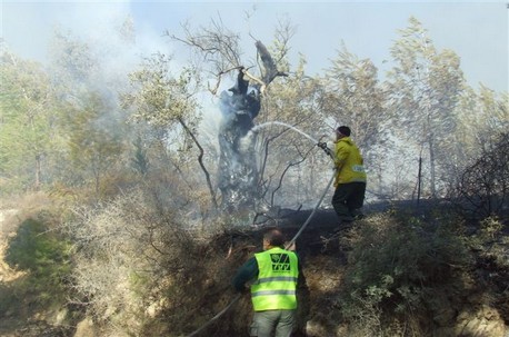 היער בוער. מכבים שריפה בכרמל. תצלום באדיבות ארכיון הצילומים של קק''ל