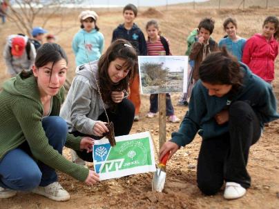 מאמצים עץ. פרויקט אמץ שיטה בנגב. תצלום: אנצ'ו גוש