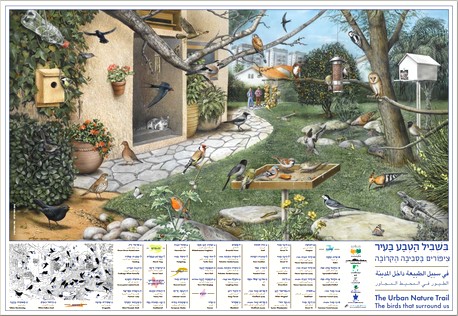 כרזה מאתר הצפרות הישראלי