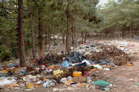 זיהום היער בפסולת. צילום: פאול ארלייב. ארכיון הצילומים של קק''ל
