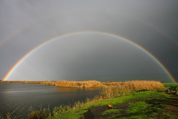 לשקם אדמות שהזדהמו: אגמון החולה. צילום: דרור ארצי