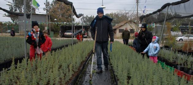 שנת שמיטה במשתלות קקל: השתילים לא נוגעים באדמה. צילום: מיכאל חורי