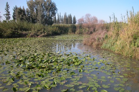 בריכת הנופרים בירקון. צילום: אבי שקולניק. ארכיון הצילומים של קק''ל
