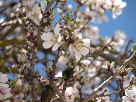 השקדיה פורחת. תצלום: אלי הללי