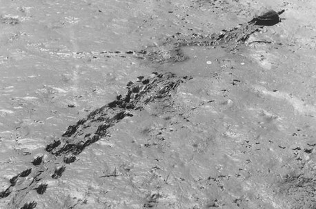 צב לאחר ייבוש החולה. צילום: ורנר בראון, 1952. ארכיון הצילומים של קק''ל