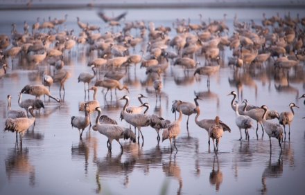 אגמון החולה. צילום: אנצ'ו גוש, ארכיון הצילומים של קקל