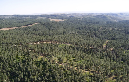 יער יתיר, צילום: אלבטרוס, ארכיון הצילומים של קקל