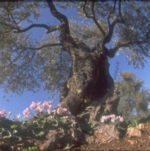 עץ זית עתיק. צילום: אבי הירשפילד, ארכיון הצילומים של קקל