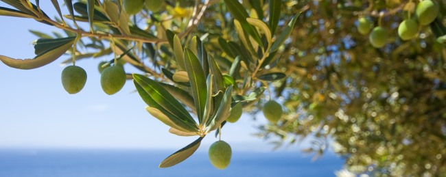 נמנה עם שבעת המינים שהשתבחה בהם ארץ ישראל. הזית. צילום: pixaby