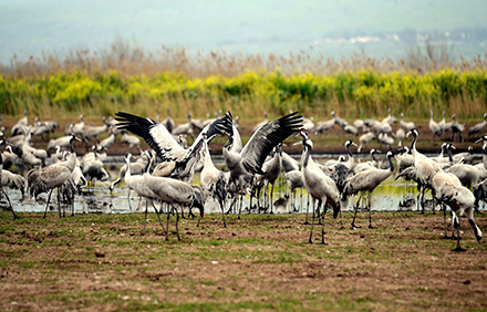 עגורים באגמון החולה. צילום: יוסי זליגר, ארכיון הצילומים של קקל