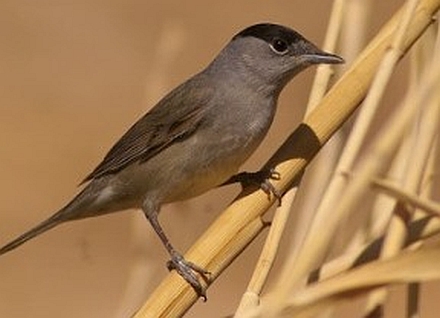 להכיר את הציפורים מקרוב:
סבכי שחור כפה בעין רימון. צילום: אייל שוחט