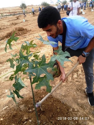 חניך שותל את ברכיכיטון הסלעים. צילום: לינור שאוליאן. קקל