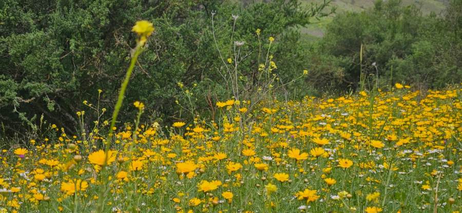 צילום: מירב כורה חזן, קקל