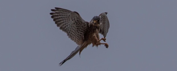 בז מצוי משחר לטרף. צילום: ירון צ'רקה, קקל