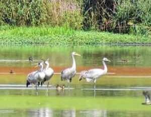 אגמון החולה. צילום: רים דגש, קקל