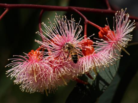 דבורת הדבש מוצצת צוף איקליפטוס. צילום: pixabay