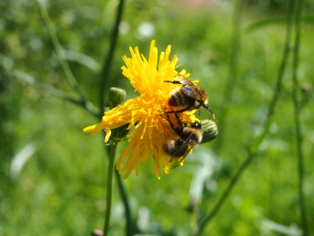 דבורים מוצצות צוף בשדה. צילום: SCX