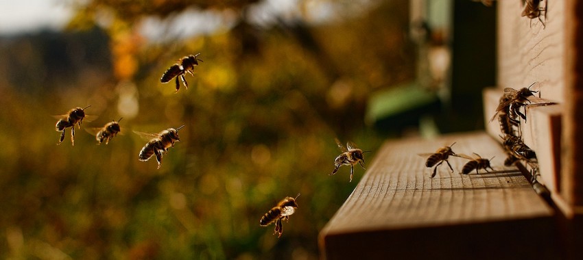 כוורת. צילום: Pixbay