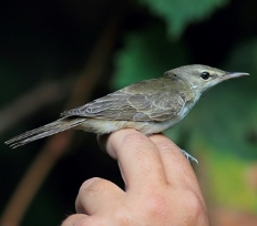 קנית בצרה. מפגש מרגש. צילום: ירון צ'רקה