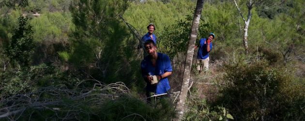 עובדים ביער קק"ל. צילום: ארכיון הצילומים של קק"ל