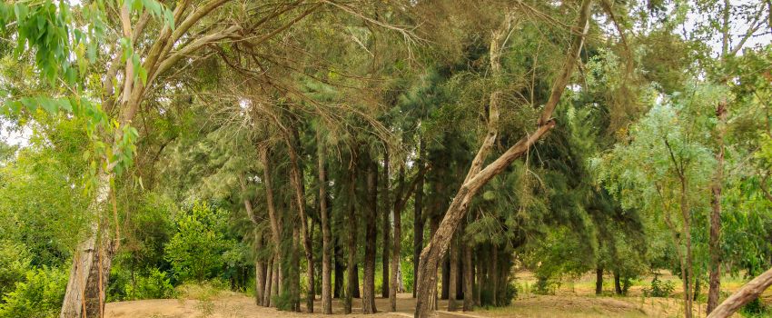 צילום: אילן פרץ. ארכיון הצילומים של קקל
