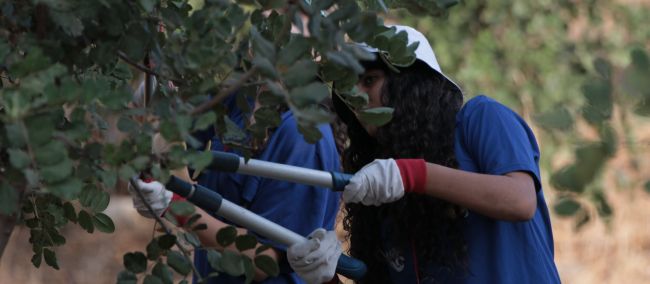 עבודה תורמת ביערות קקל. צילום: באדיבות מפעל יוסי יופה, 
ארכיון הצילומים של קקל