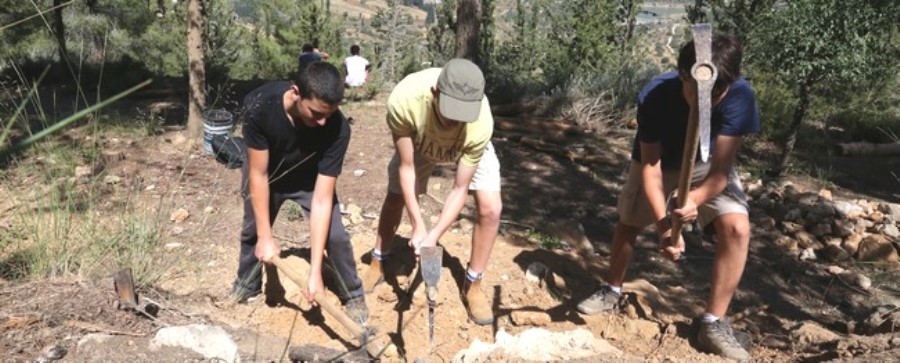 מתנדבים ביערות. צילום: ארכיון הצילומים של קקל