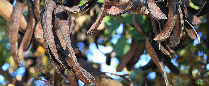 מהעץ לשולחן החג. חרובים. צילום: דרך החרוב בעמ