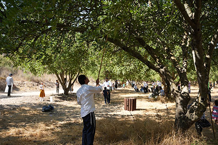 קטיף חרובים. צילום: עמוס לוזון