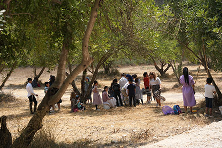 משפחות בקטיף חרובים. צילום: עמוס לוזון