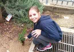 אני שתלתי עץ בארץ ישראל... צילום: רים דגש