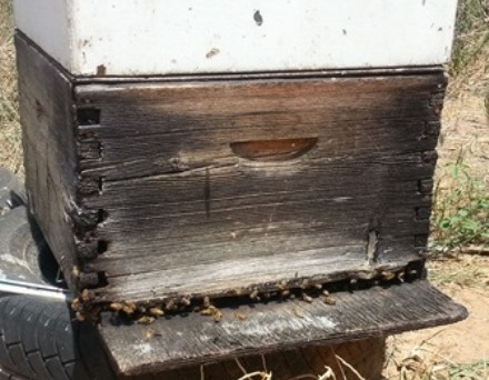 דבורים שומרות על הכניסה לכוורת