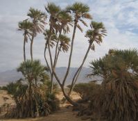 עץ דקל. צילום: פנינה לבני, ארכיון הצילומים של קק''ל