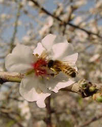 דבורה על שקד פורח. צילום: ארכיון הצילומים של קק"ל