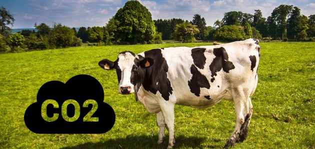 ההערכה היא שייצור בשר גורם לפליטה של 20% מגזי החממה. צילום: pixabay