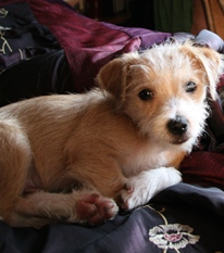 זמן טוב להחליט לאמץ חיה. צילום: SXC